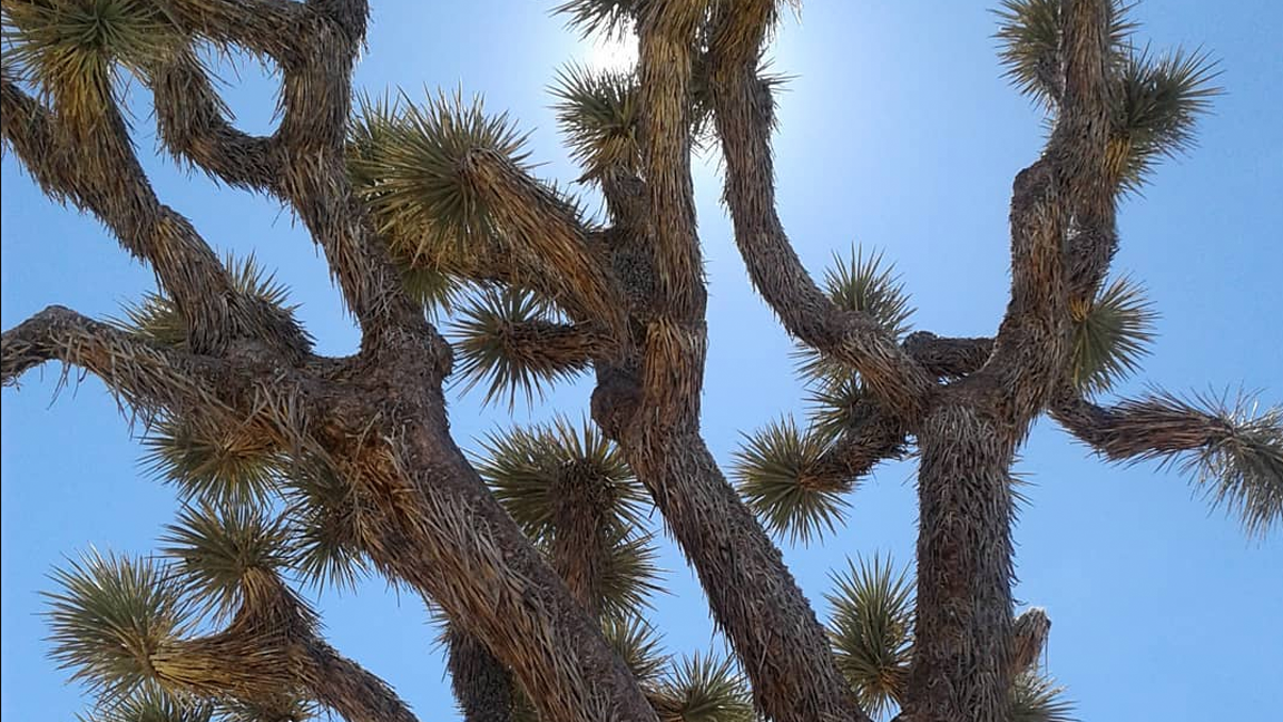 The Red Needle Popula