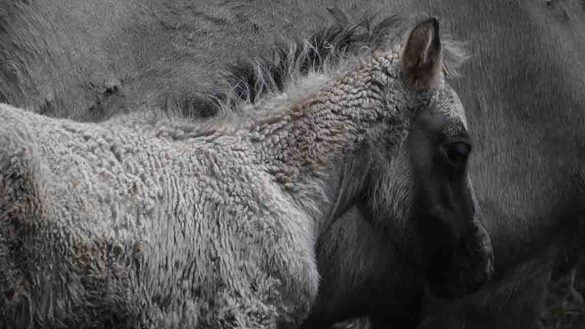 A gray foal