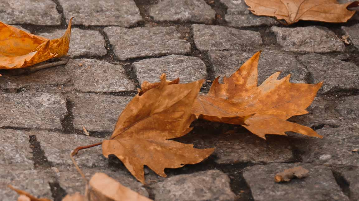 Brown autumn leaves on cobblestones