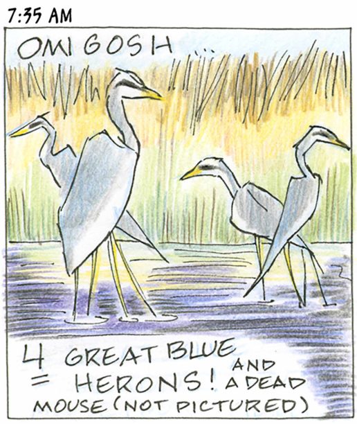 Panel 4, 7:35 AM: Herons in a marsh. Caption: Omigosh... 4 (underlined) great blue herons! And a dead mouse (not pictured)