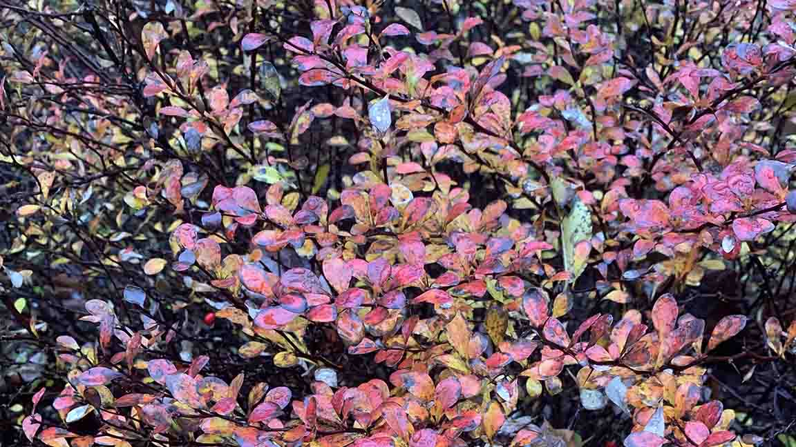 A plant with changing leaf colors; red, yellow and green