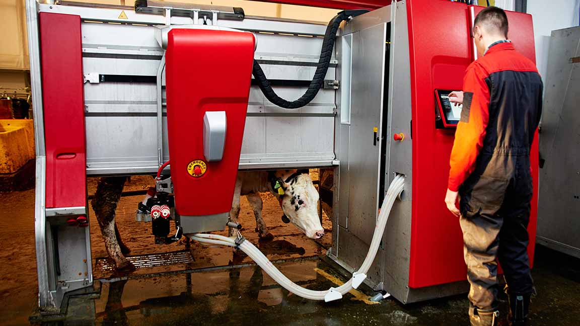 Automated cow farm. Milking machine, modern milk production technology at the factory